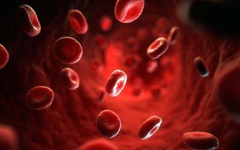 灵感来自白细胞！这个微型机器人可在人体血管中逆流运输药物靶向癌细胞