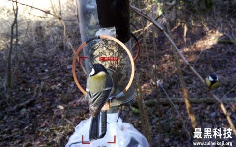 人工智能（AI）观鸟：可以从后面识别单个鸟类